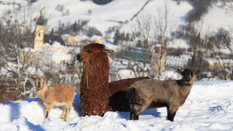 The zoo residents enjoy the view of Waidhofen, © Plachy Andreas