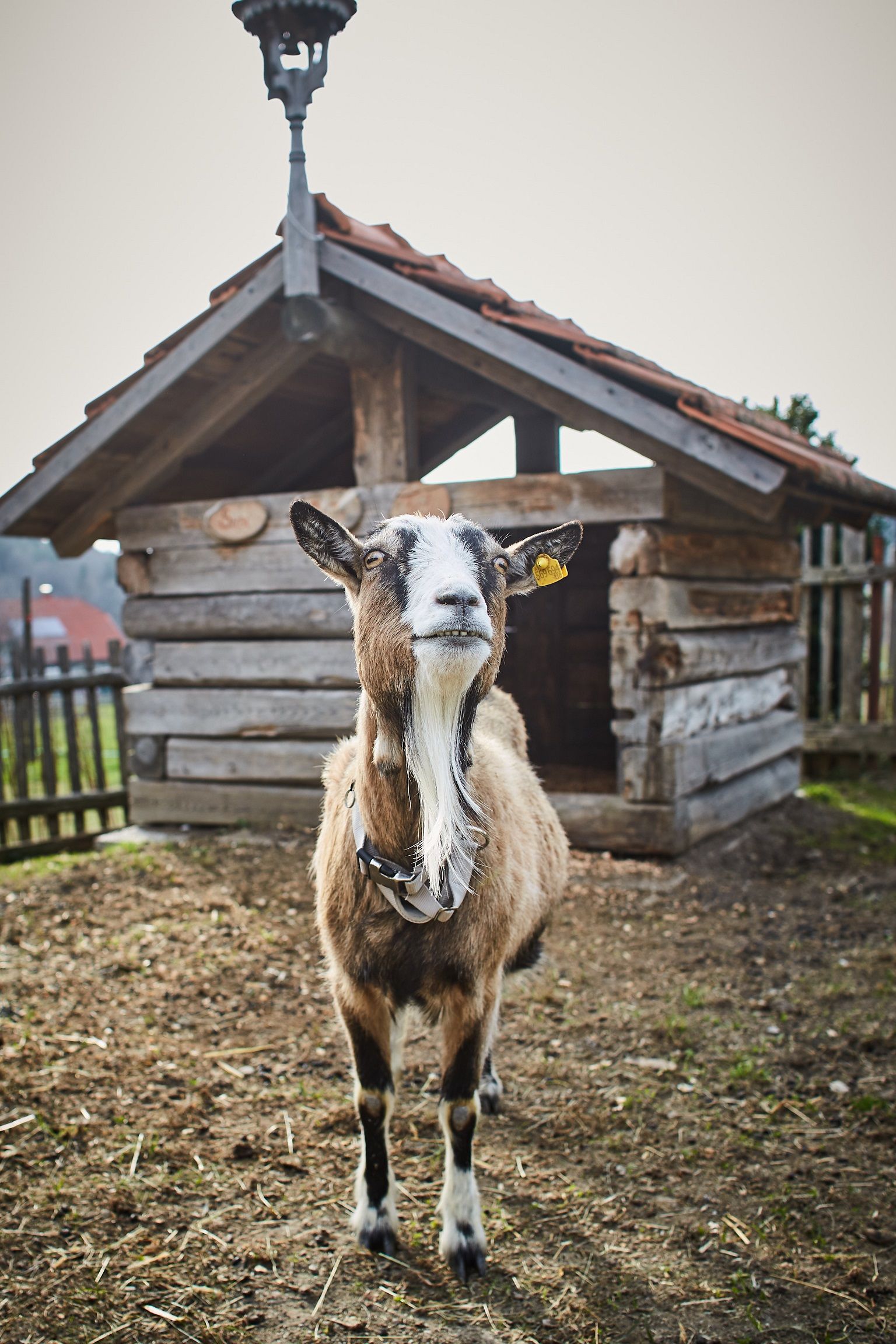 Koza stojí pred malou drevenou stajňou na farme.