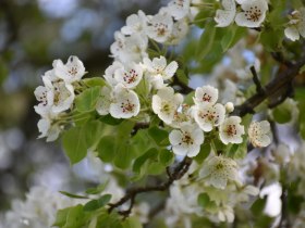 Entlang des Fr&ouml;schlauweges im Fr&uuml;hling, &copy; Marktgemeinde Seitenstetten