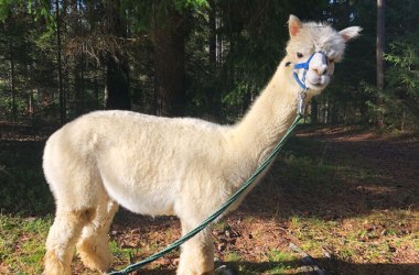 Vandrovanie s alpaka vo Waldvierteli, &copy; Waldviertel Tourismus
