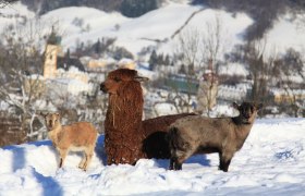 The zoo residents enjoy the view of Waidhofen, © Plachy Andreas