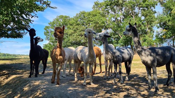Skupina alpak stojí na slnečnej ceste obklopenej stromami.