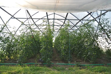 Thanksgiving crown, &copy; Teix Stehpan