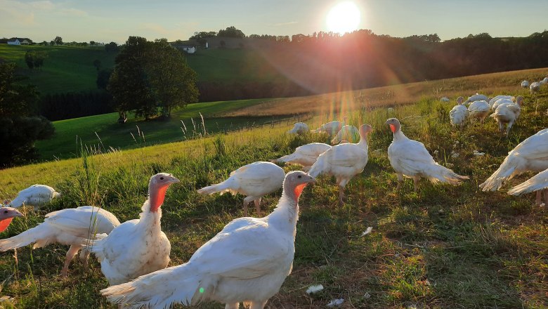 Organic turkeys on their pasture, &copy; Biohof Puchegger