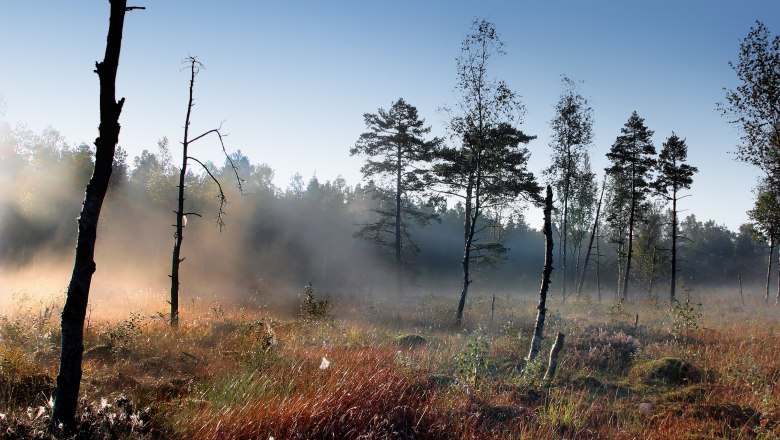 Foggy mood in the Heidenreichstein moor, &copy; Wolfgang Dolak
