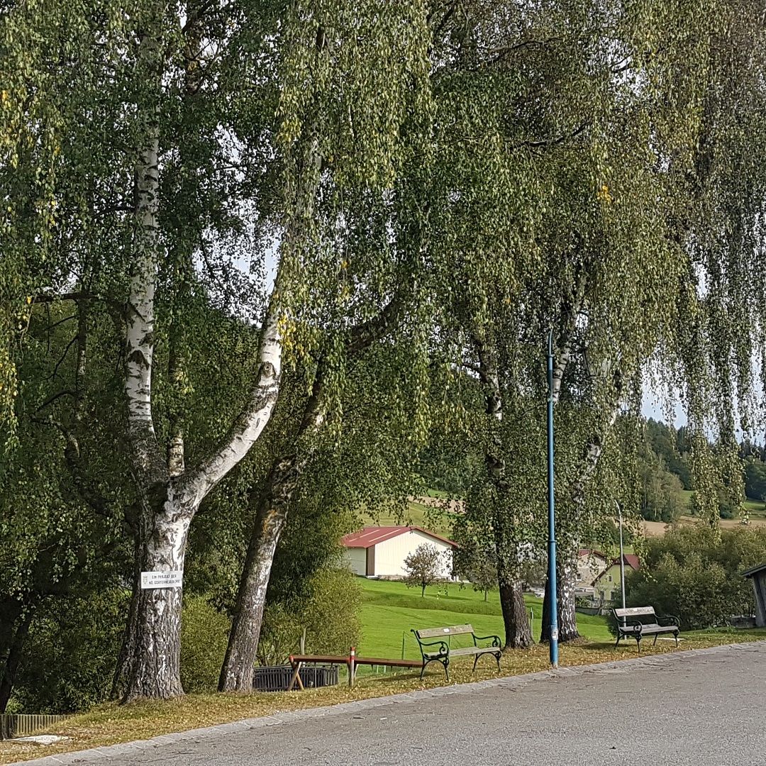 Dedinská cesta