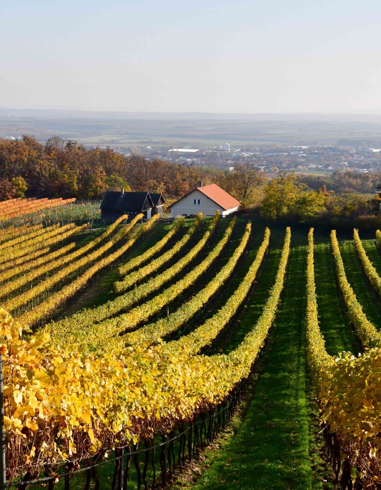 Vinohrady so žltými listami a malým domčekom v pozadí.