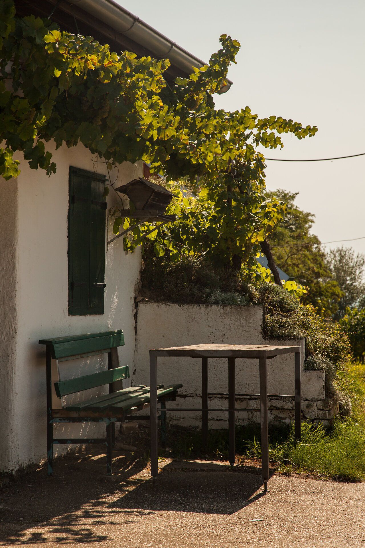 Príjemné miesto v tieni viniča vás pozýva na posedenie. Jemný vánok a jemné šumenie listov vytvárajú uvoľnenú atmosféru, ktorá je ideálna na oddych v prírode.