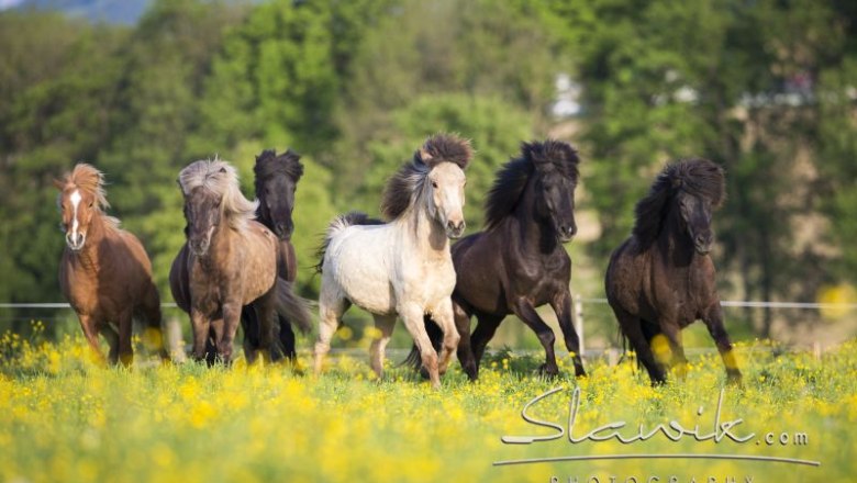Herd at the Icelandic horse farm Gut Pöllndorf, © Christiane Slawik