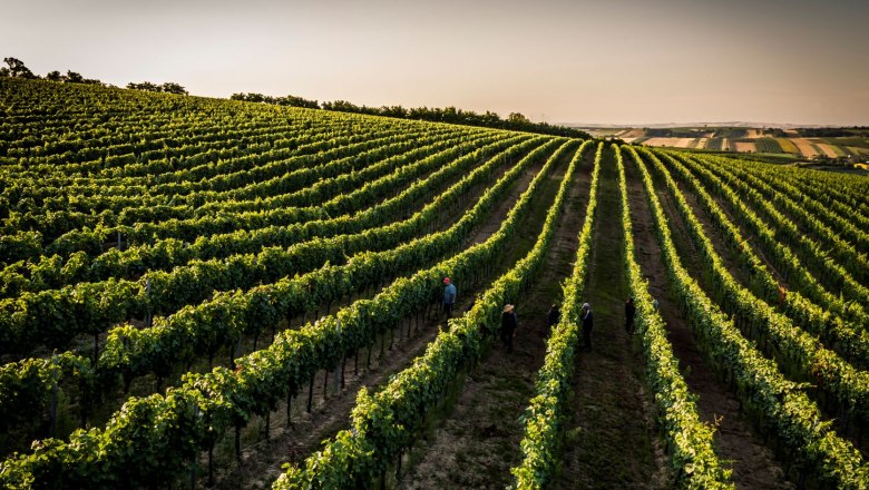 Ried Karlsberg, © Weingut Liechtenstein