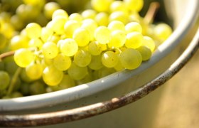 Grapes in skin, &copy; Steve Haider