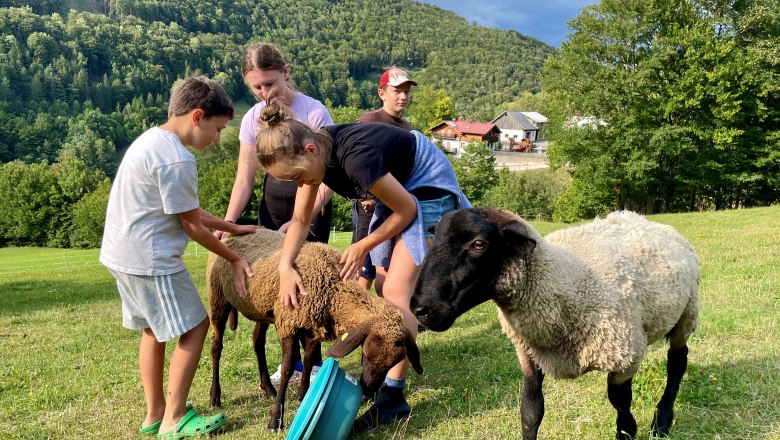 Sheep, &copy; Gera S.