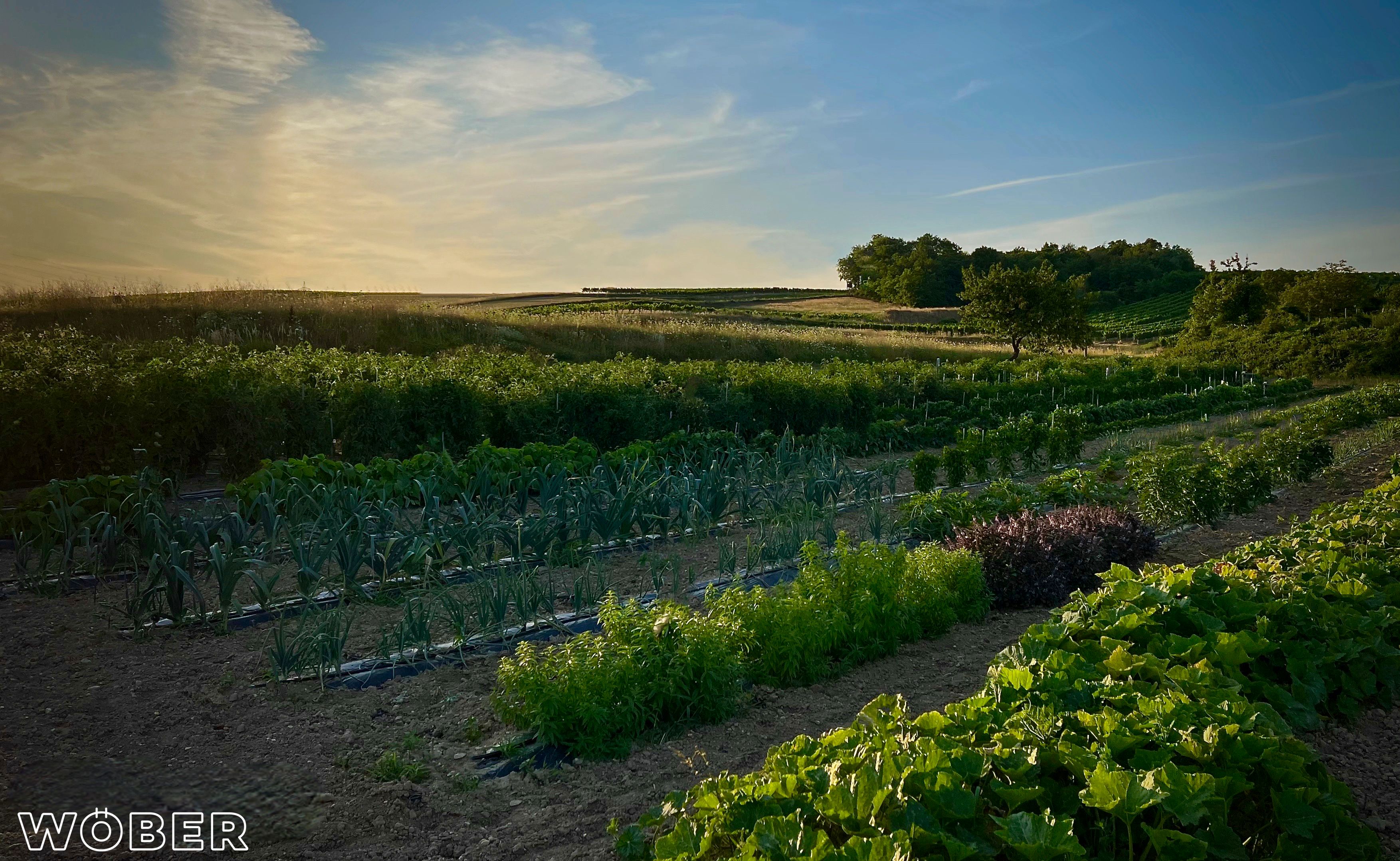 Záhradná reštaurácia Wöber 