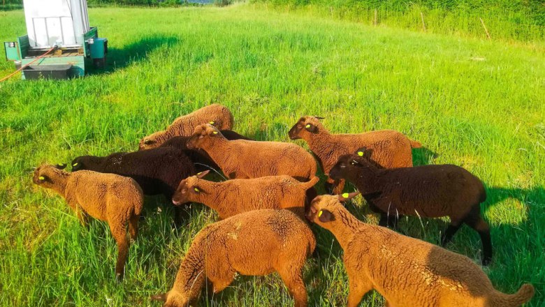 Jura sheep farm Czipin Thomas and Claudia, &copy; Familie Thomas und Claudia Czipin