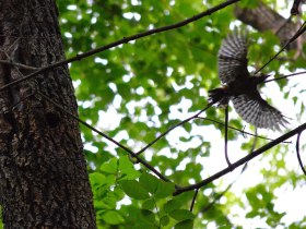 Buntspecht, &copy; Wienerwald Tourismus GmbH / G.Waiss