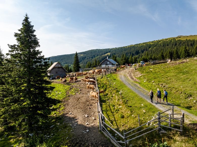 Horská krajina s kravami, turistami a chatami na Marienseer Schwaig.