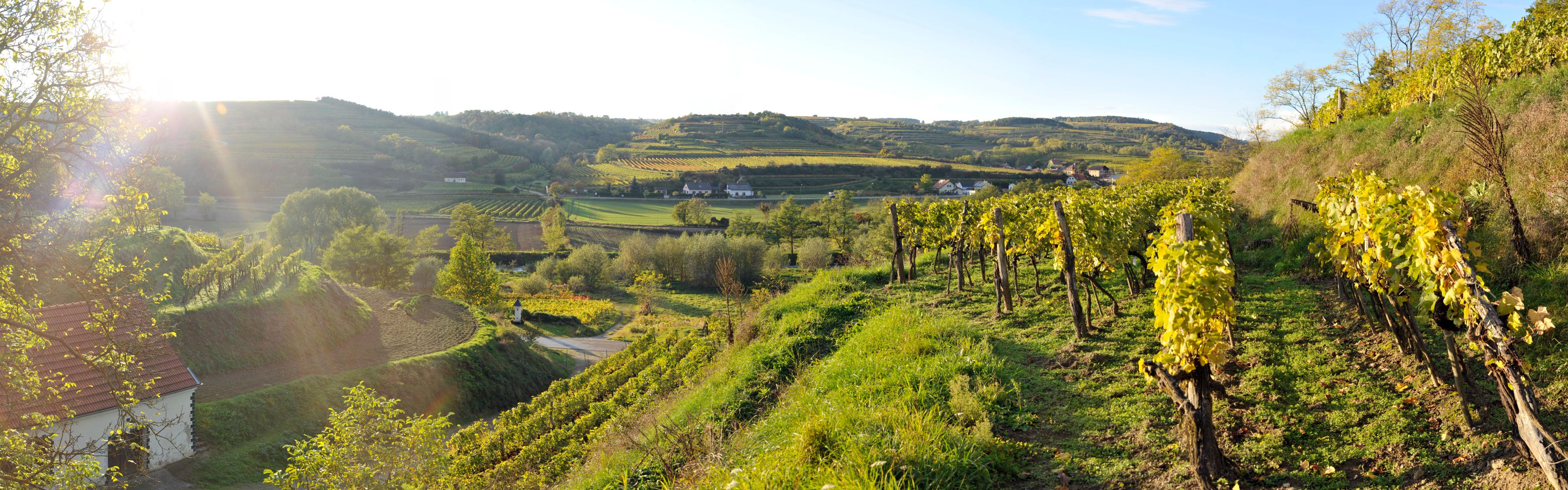Vinice v Schönberg am Kamp pri západe slnka.