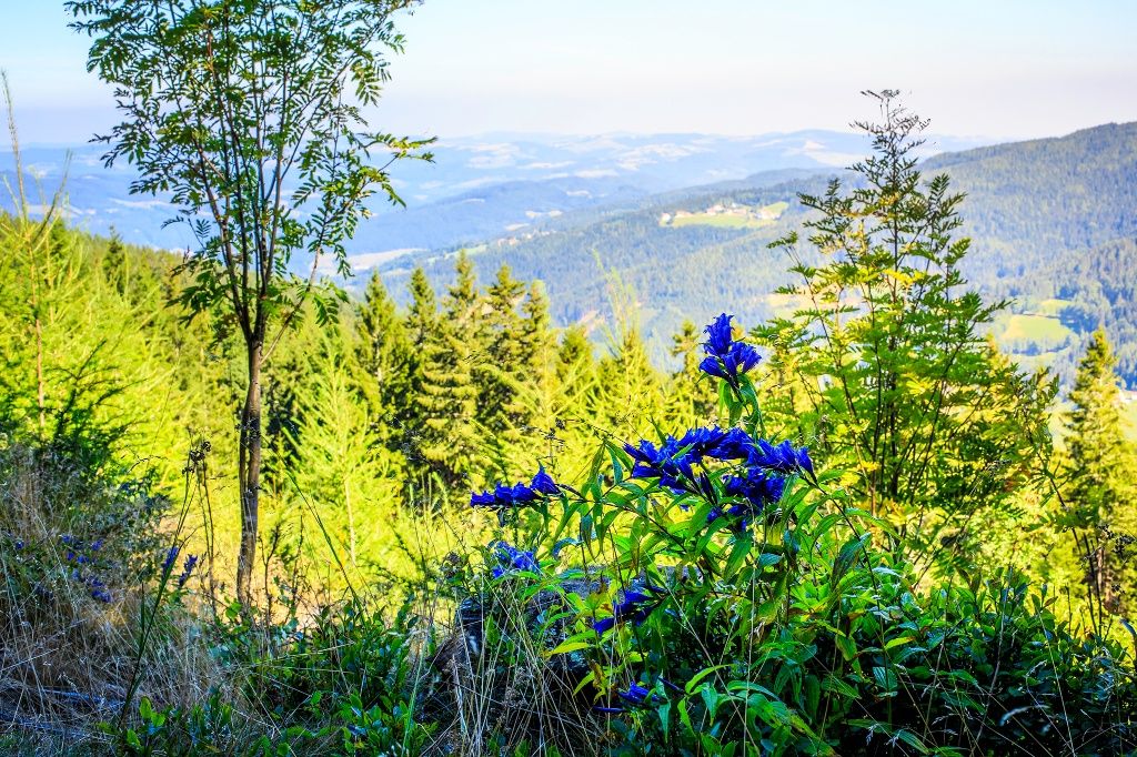 sauruecken-blick-stcorona