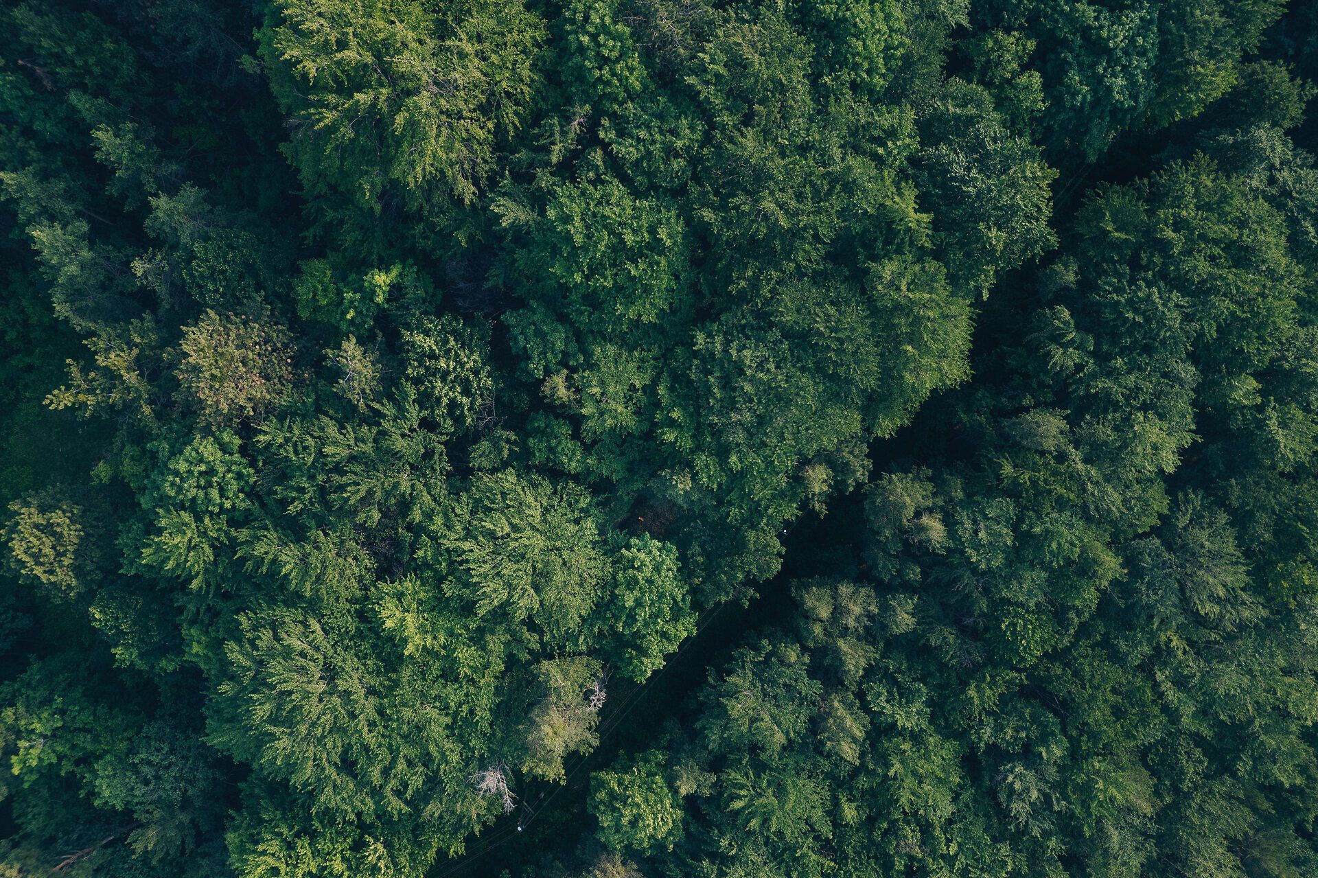 Eintauchen in die üppige, grüne Oase des Waldes, wo das sanfte Rascheln der Blätter und der Duft von frischem Moos die Sinne beleben. Hier, im Herzen des Wienerwaldes, entfaltet sich die Natur in ihrer schönsten Form und lädt zu erholsamen Spaziergängen und entspannendem Waldbaden ein.