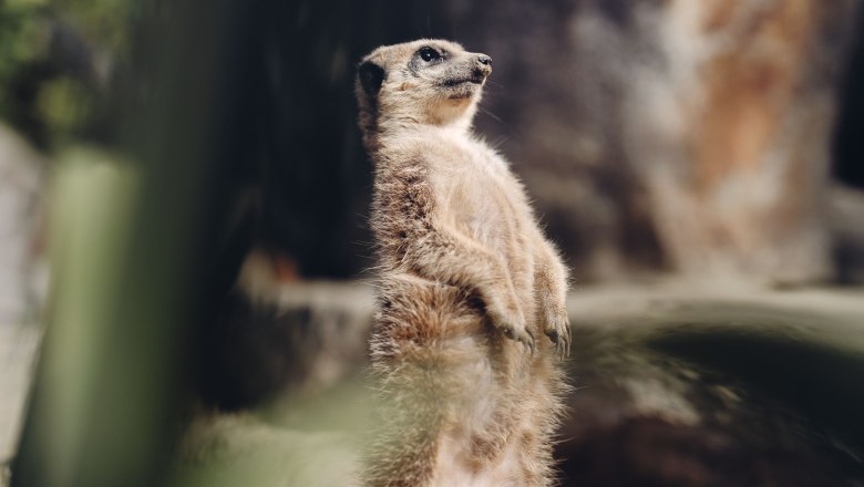 0100_Moststra&szlig;e_Tierpark-Stadt-Haag_20250929-7967-001, &copy; Moststra&szlig;e, dochbodnliacht