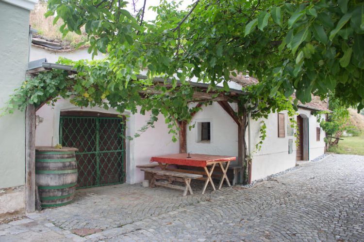 Tradičná vínna pivnica s dreveným stolom a sudom na víno, obklopená zelenými listami.