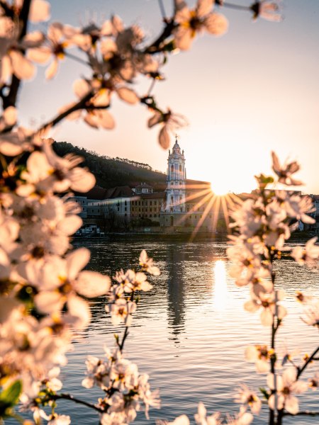 Kvitnúce potešenie na Dunaji, © Niederösterreich Werbung/ Christian Majcen