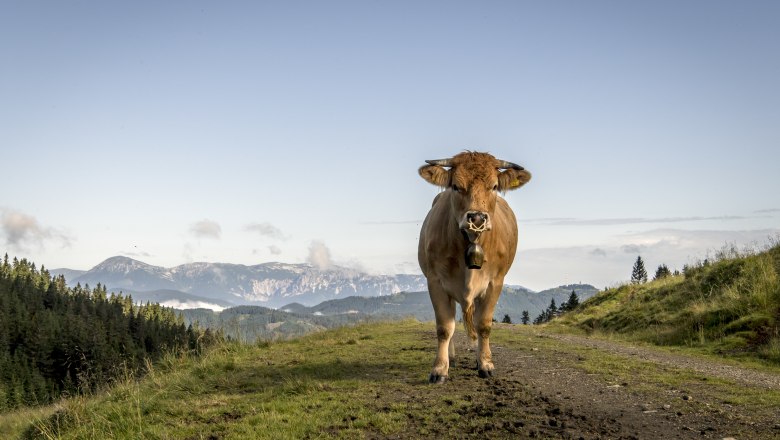 Der richtige Umgang mit Weidevieh. , © Robert Herbst