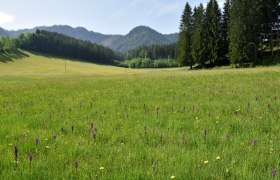 Seisenbachau show meadow near Göstling an der Ybbs, © David Bock