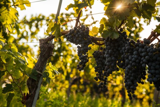 Keď sa vo vinici objaví pohyb, je čas zberu úrody! , © Discover Austria