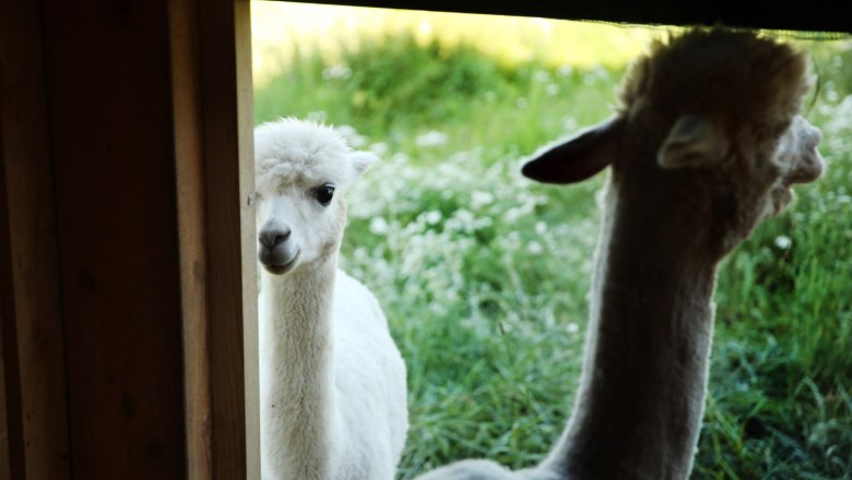 Alpacas, &copy; Weinfranz