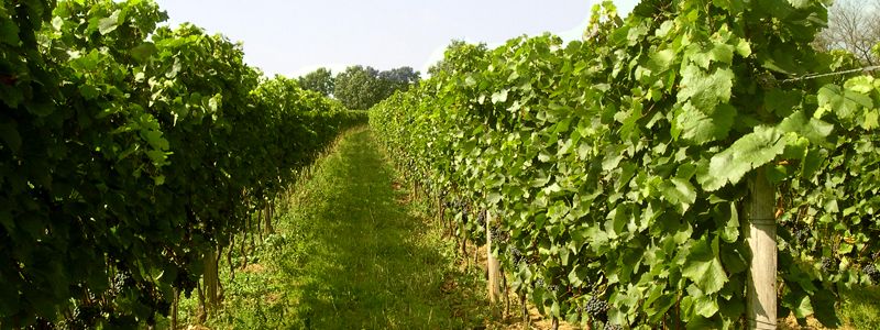 Riadky zeleného viniča vo vinici.