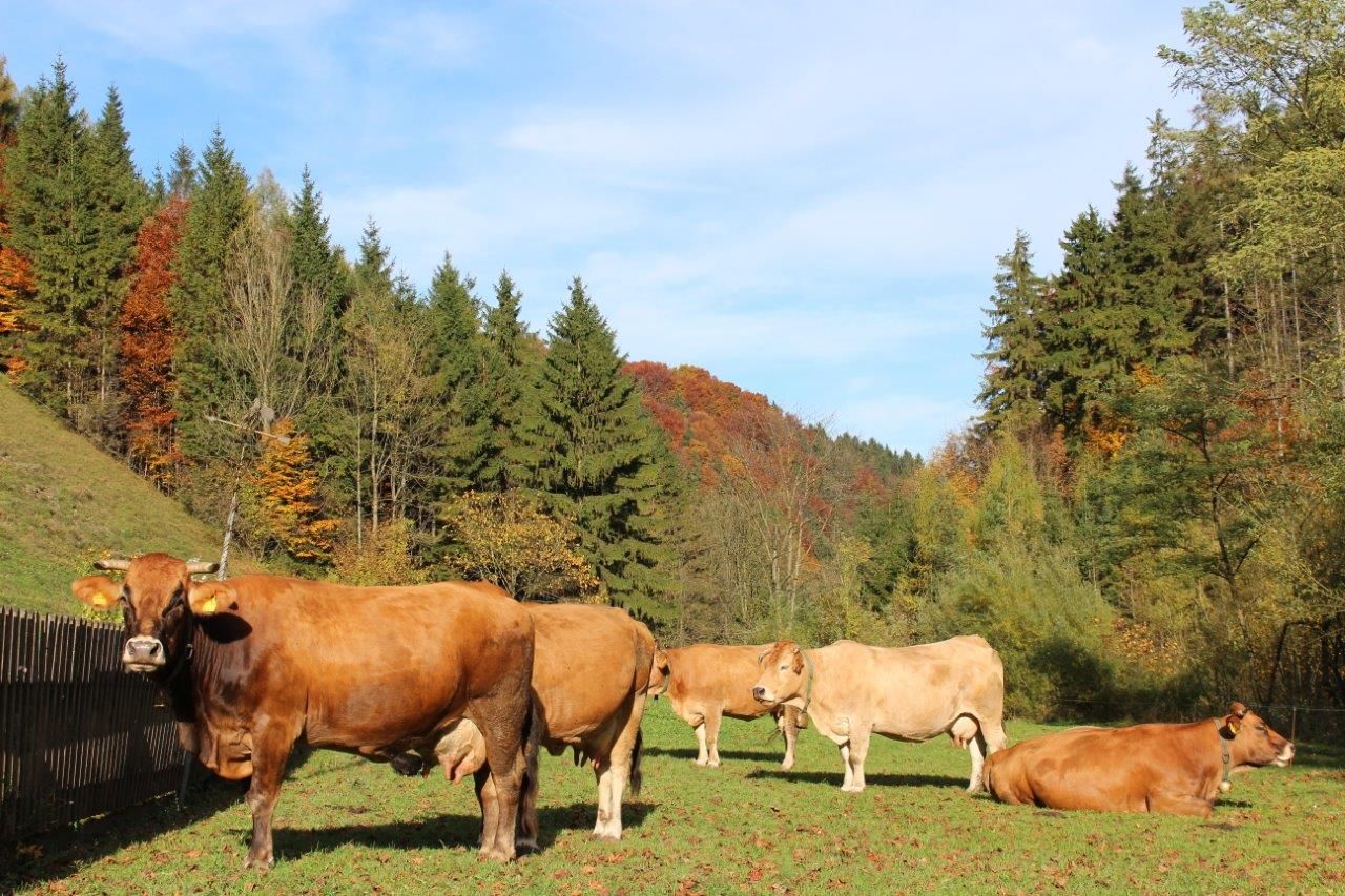 murbodner-cows-in-autumn
