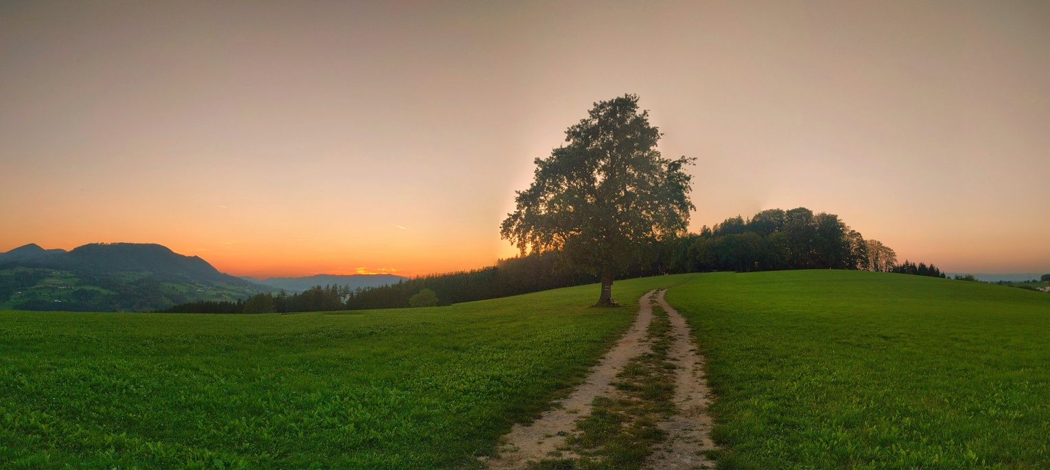 Osamelý strom