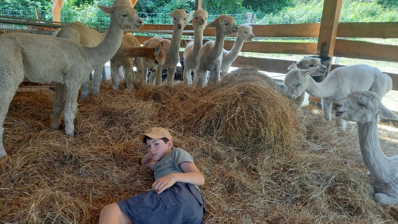 Alpkahof Klosterneuburg, © Alpakahof Klosterneuburg