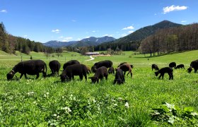 Organic farm Scheikl, &copy; Familie Scheikl