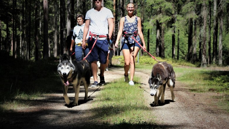 Husky hiking at the Huskyhof in the Waldviertel - Lower Austria, &copy; Huskyhof Waldviertel