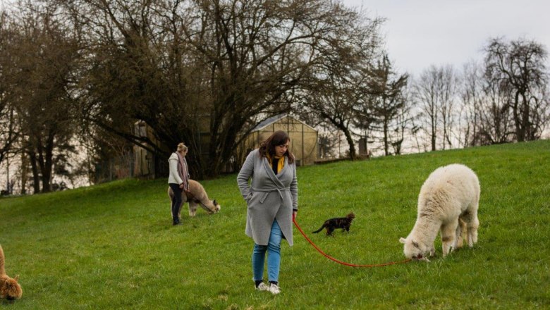 Seehof Alpacas, &copy; Familie Kaufmann