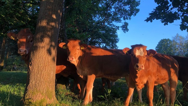 Hov&auml;dz&iacute; dobytok, &copy; WANDLHOF