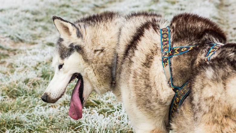 Putovanie naprieč krajinou so psami zo psích záprahov!, © Snowdragons