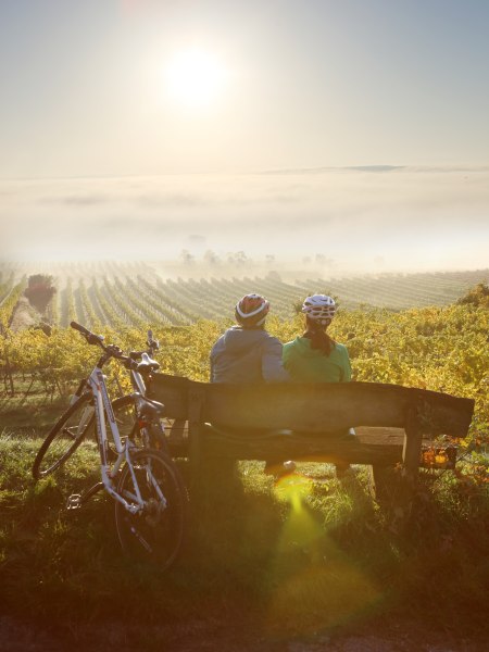 Zážitky s vínom, Traisental, © Niederösterreich Werbung/schwarz-könig.at