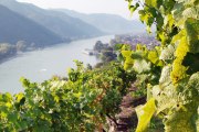 Vínne hrozná Dunaj, © Niederösterreich-Werbung/weinfranz.at