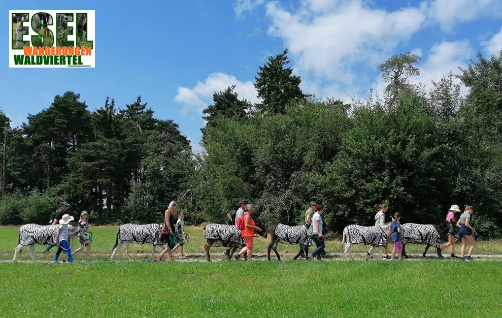 Trekking na oslovi