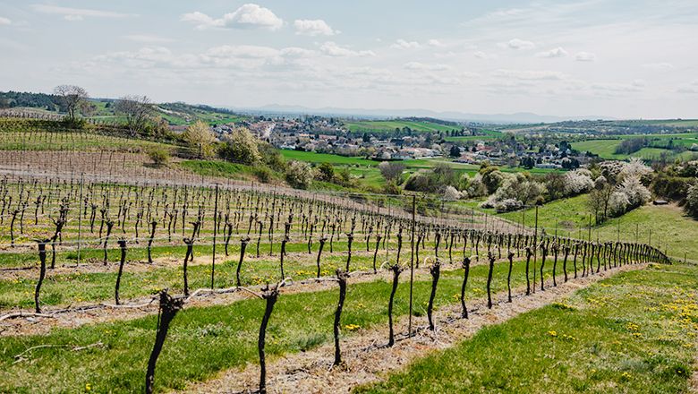 Vinohrady v údolí Zaya s výhľadom na dedinu a zelené kopce v pozadí.
