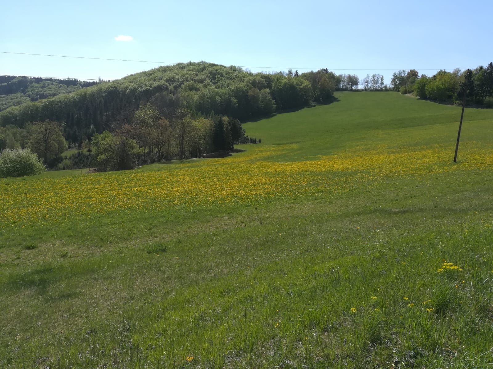 Zelená lúka so žltými kvetmi pred zalesneným kopcom pod modrou oblohou.