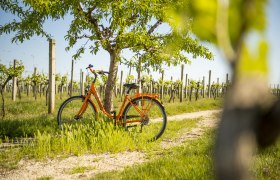 Cycling in the Weinviertel, &copy; Weinviertel Tourismus GmbH / POV / Robert Herbst