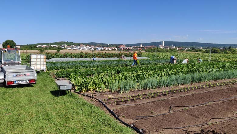 At the vegetable field, © Gutes vom Gutshof