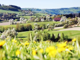 An der bl&uuml;henden Moststra&szlig;e, &copy; weinfranz.at