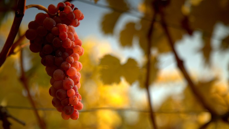 Zierfandler, &copy; Stefan &Ouml;sterreicher