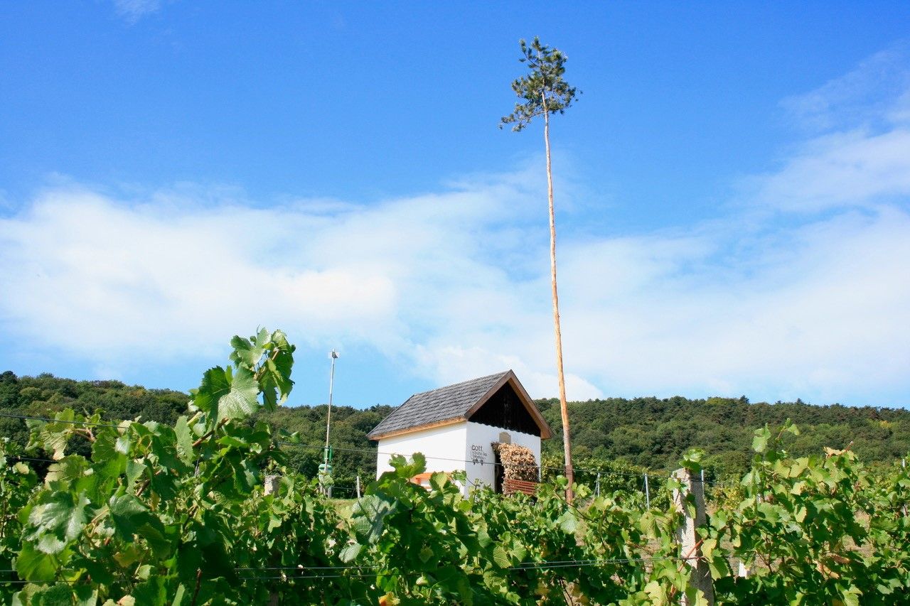 Viecha & Viticulture Zechmeister