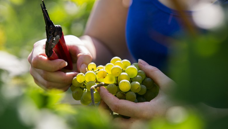 winzerin-bei-der-arbeit-uneingeschraenktes-nutzungsrecht-c-lachlan-blair, © Lachlan Blair